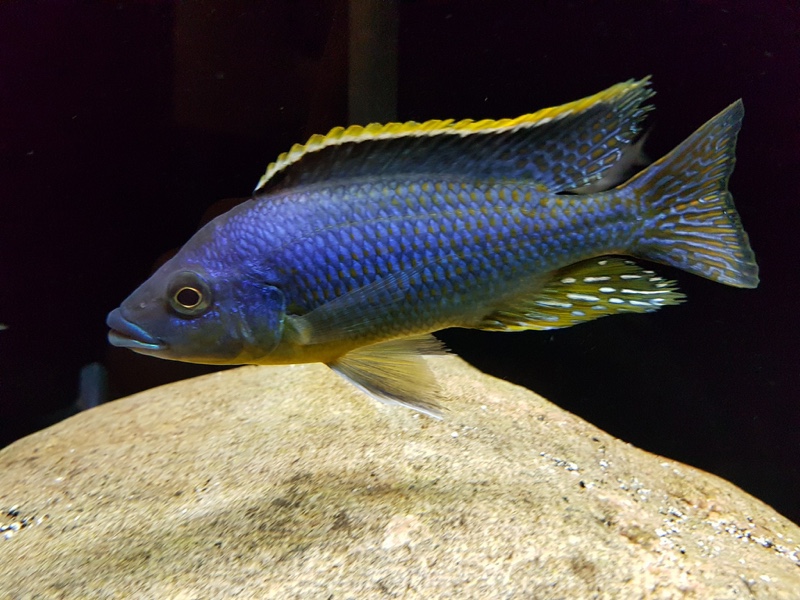 Protomelas sp. 'hertae'